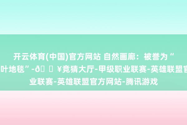 开云体育(中国)官方网站 自然画廊：被誉为“亚洲最长的自然落叶地毯”-🔥竞猜大厅-甲级职业联赛-英雄联盟官方网站-腾讯游戏